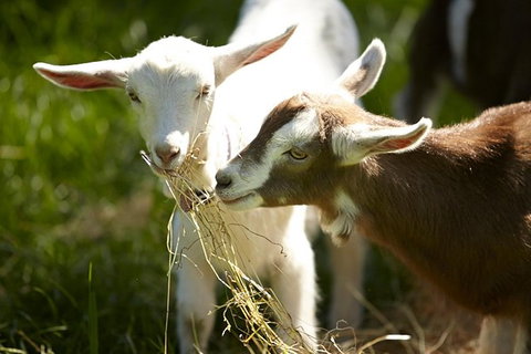 Mornington Peninsula Farm Produce Wine And Cider Tour - New South Wales Tourism  0
