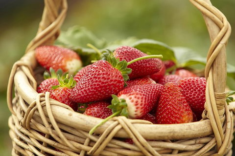 Mornington Peninsula Farm Produce Wine And Cider Tour - New South Wales Tourism  9