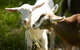 Mornington Peninsula Farm Produce Wine And Cider Tour - thumb 14