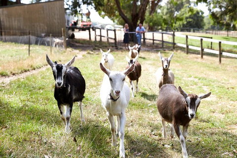 Mornington Peninsula Farm Produce Wine And Cider Tour - New South Wales Tourism  5