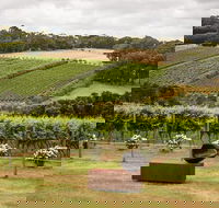Montalto Vineyard Mornington Peninsula Discovery Wine Tasting and Lunch - New South Wales Tourism 