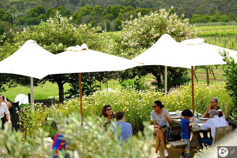 Montalto Vineyard: Mornington Peninsula Discovery Wine Tasting And Lunch - New South Wales Tourism  6