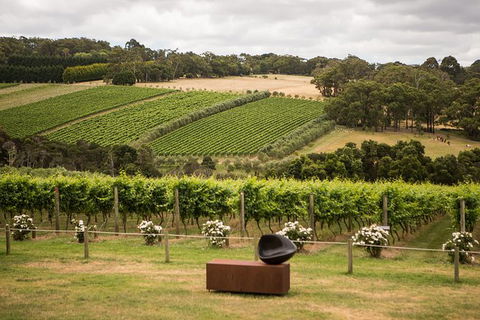 Montalto Vineyard: Mornington Peninsula Discovery Wine Tasting And Lunch - New South Wales Tourism  2