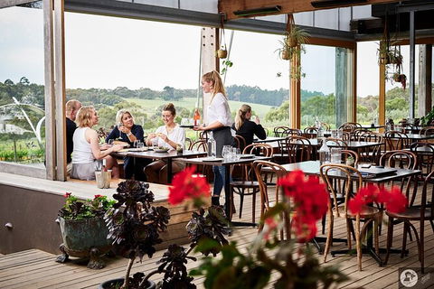 Montalto Vineyard: Mornington Peninsula Discovery Wine Tasting And Lunch - New South Wales Tourism  4