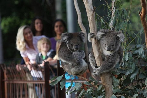 Australian Wildlife Tour At Melbourne Zoo - New South Wales Tourism  0