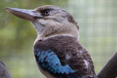 Australian Wildlife Tour At Melbourne Zoo - New South Wales Tourism  1