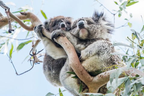 Great Ocean Road And 12 Apostles Day Trip From Melbourne - New South Wales Tourism  29