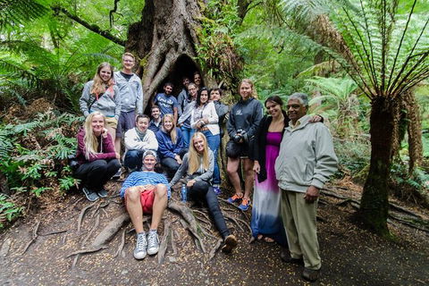 Great Ocean Road And 12 Apostles Day Trip From Melbourne - New South Wales Tourism  21