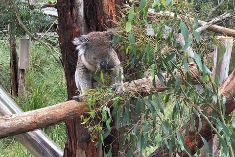 Day Tour Of Phillip Island, The Surrounding Region And Wine Tasting - New South Wales Tourism  10