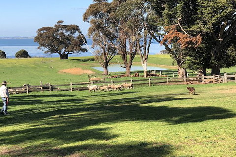 Day Tour Of Phillip Island, The Surrounding Region And Wine Tasting - New South Wales Tourism  13