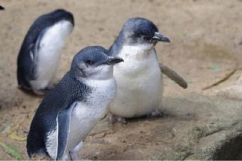 Phillip Island Tour Including Phillip Island Penguin Parade - New South Wales Tourism  1