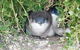 Phillip Island Tour Including Phillip Island Penguin Parade - thumb 7