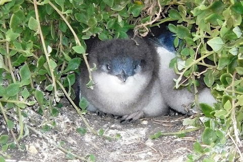 Phillip Island Tour Including Phillip Island Penguin Parade - New South Wales Tourism  7