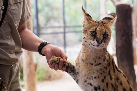 African Cat Encounter At Werribee Open Range Zoo - New South Wales Tourism  3