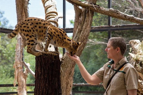 African Cat Encounter At Werribee Open Range Zoo - New South Wales Tourism  4