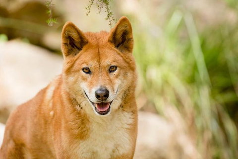 Shore Excursion-Healesville-Sanctuary-Private-Group- Max 7 PAX -Yarra Valley - New South Wales Tourism  5