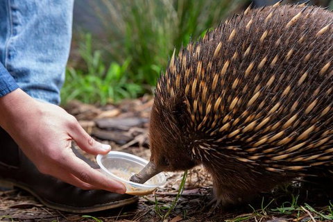 Shore Excursion-Healesville-Sanctuary-Private-Group- Max 7 PAX -Yarra Valley - New South Wales Tourism  4