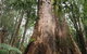 Shore Excursion-Healesville-Sanctuary-Private-Group- Max 7 PAX -Yarra Valley - thumb 7