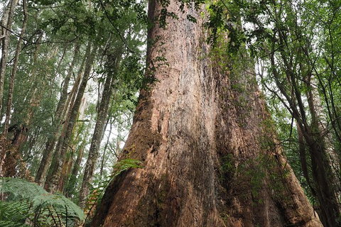 Shore Excursion-Healesville-Sanctuary-Private-Group- Max 7 PAX -Yarra Valley - New South Wales Tourism  7