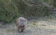 Shore Excursion-Healesville-Sanctuary-Private-Group- Max 7 PAX -Yarra Valley - thumb 3