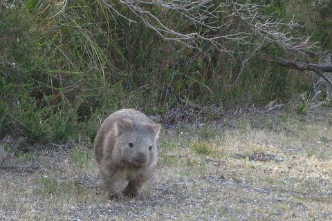 Shore Excursion-Healesville-Sanctuary-Private-Group- Max 7 PAX -Yarra Valley - New South Wales Tourism  3