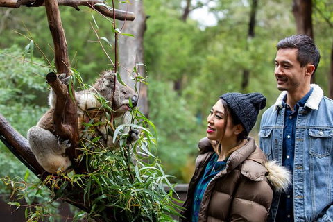 Shore Excursion-Healesville-Sanctuary-Private-Group- Max 7 PAX -Yarra Valley - New South Wales Tourism  6