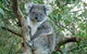 Phillip Island Penguin Parade Tour From Melbourne Including Koala Conservation Centre - thumb 1