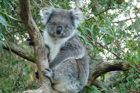 Phillip Island Penguin Parade Tour From Melbourne Including Koala Conservation Centre - New South Wales Tourism  1
