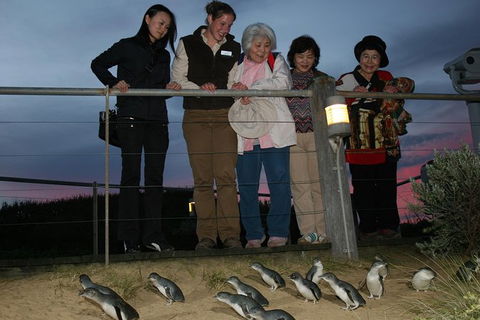 Phillip Island Penguin Parade Tour From Melbourne Including Koala Conservation Centre - New South Wales Tourism  0