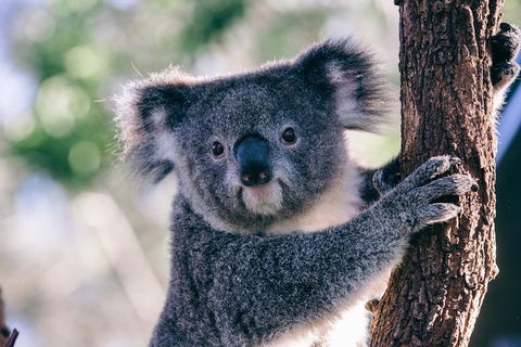 AUSTRALIAN NATIVE FOOD TOUR From Melbourne - New South Wales Tourism  1
