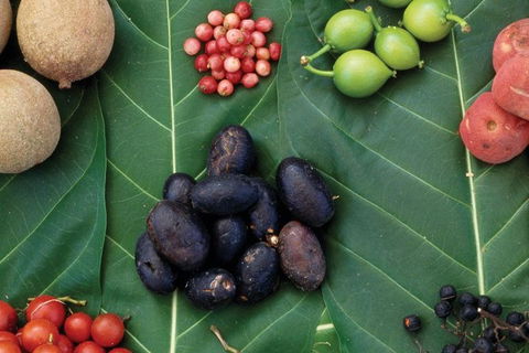 AUSTRALIAN NATIVE FOOD TOUR From Melbourne - New South Wales Tourism  0