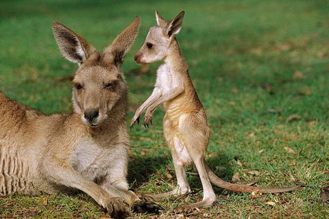 HEALESVILLE SANCTUARY ZOOBUS - MELBOURNE CITY RETURN - New South Wales Tourism  0