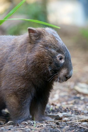 Healesville Sanctuary And Yarra Valley Day Trip From Melbourne - New South Wales Tourism  1