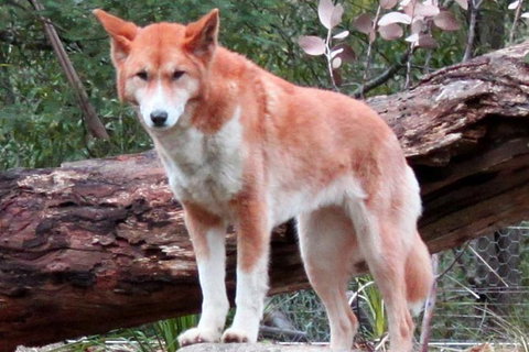 Healesville Sanctuary And Yarra Valley Day Trip From Melbourne - New South Wales Tourism  8