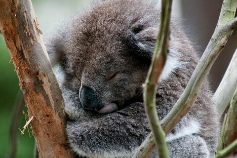 Healesville Sanctuary And Yarra Valley Day Trip From Melbourne - New South Wales Tourism  7