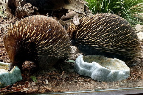 Healesville Sanctuary And Yarra Valley Day Trip From Melbourne - New South Wales Tourism  3