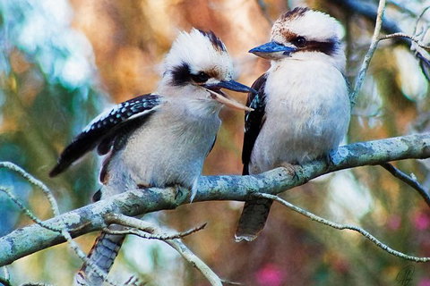 Healesville Sanctuary And Yarra Valley Day Trip From Melbourne - New South Wales Tourism  5