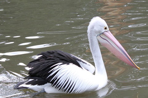 Healesville Sanctuary And Yarra Valley Day Trip From Melbourne - New South Wales Tourism  6