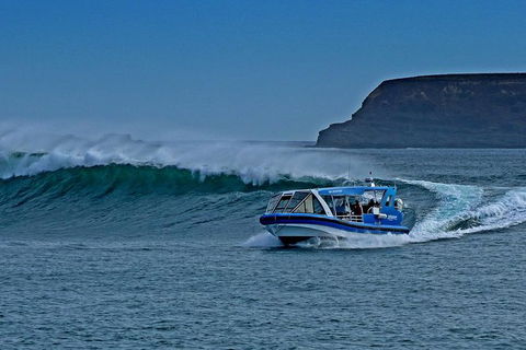 Phillip Island Wildlife Cruise With Optional Penguin Parade And 3 Park Pass - New South Wales Tourism  0