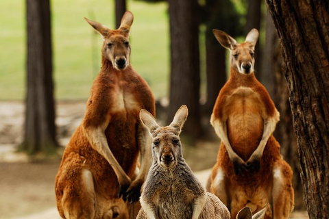 Ballarat And Sovereign Hill Gold Mining Town Day Trip From Melbourne - New South Wales Tourism  1