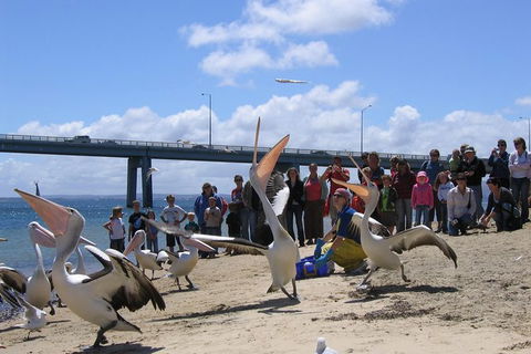 Cape Woolamai Sightseeing Cruise From San Remo - New South Wales Tourism  8