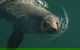 Phillip Island Seal-Watching Cruise - thumb 1