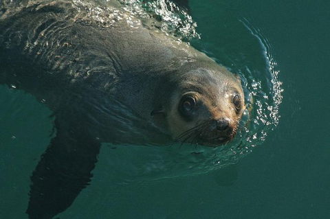 Phillip Island Seal-Watching Cruise - New South Wales Tourism  1