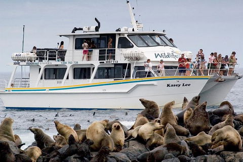 Phillip Island Seal-Watching Cruise - New South Wales Tourism  0