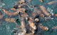 Phillip Island Seal-Watching Cruise - thumb 7