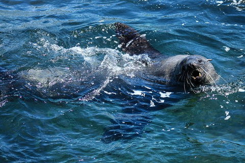 Phillip Island Seal-Watching Cruise - New South Wales Tourism  4