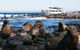 Phillip Island Seal-Watching Cruise - thumb 2