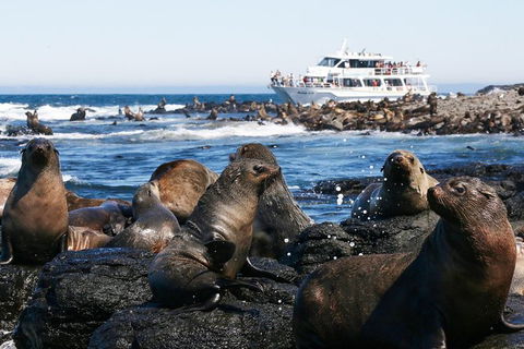 Phillip Island Seal-Watching Cruise - New South Wales Tourism  2
