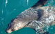 Phillip Island Seal-Watching Cruise - thumb 8