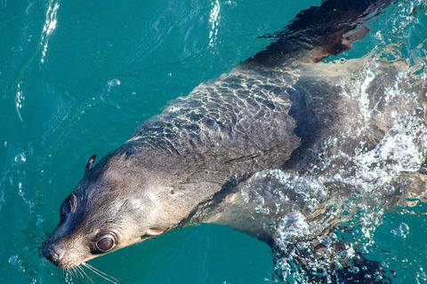 Phillip Island Seal-Watching Cruise - New South Wales Tourism  8